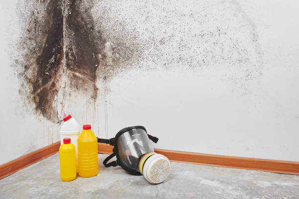 Best Mold Damage Repair  in Sughter, LA
