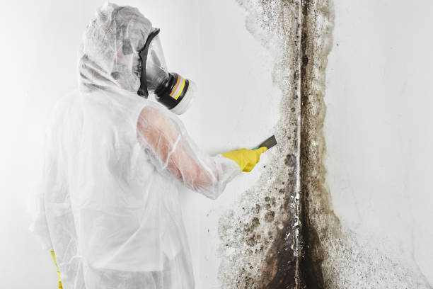Best Best Mold Removal Companies  in Sughter, LA