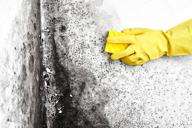Crawl Space Mold Removal in Slaughter, LA