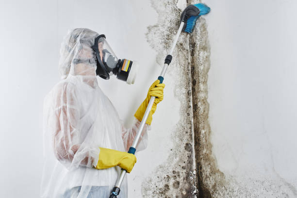 Best Certified Mold Removal  in Sughter, LA