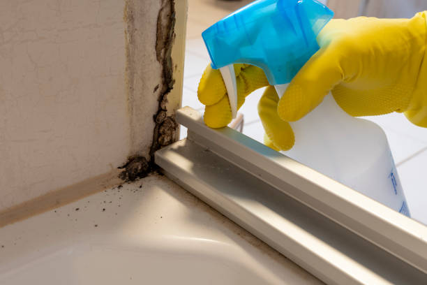 Best Attic Mold Removal  in Sughter, LA