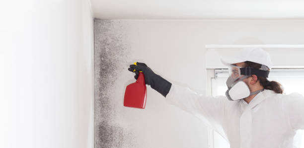 Best Office Mold Removal Services  in Sughter, LA