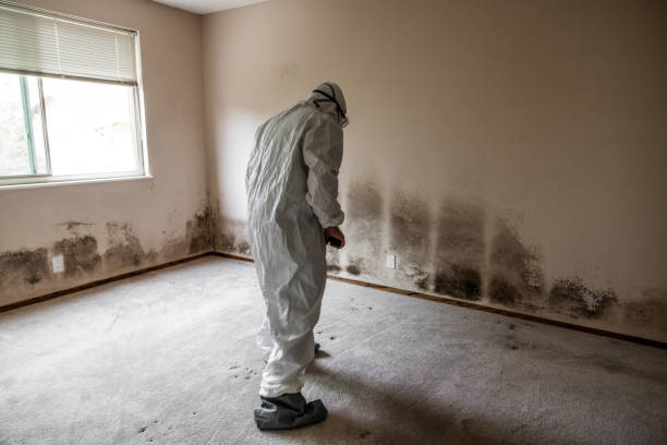Best Black Mold Removal  in Sughter, LA