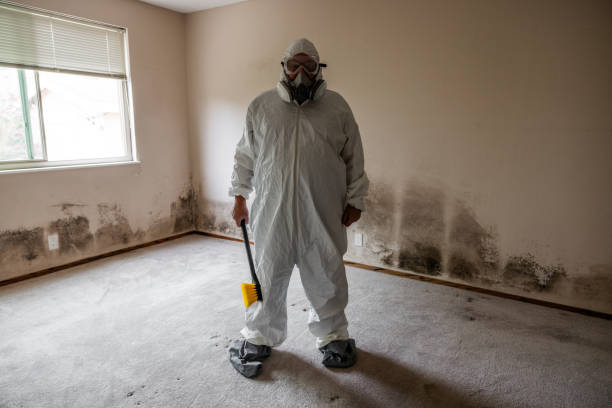 Best Home Mold Removal  in Sughter, LA