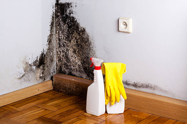 Best Commercial Mold Removal  in Sughter, LA
